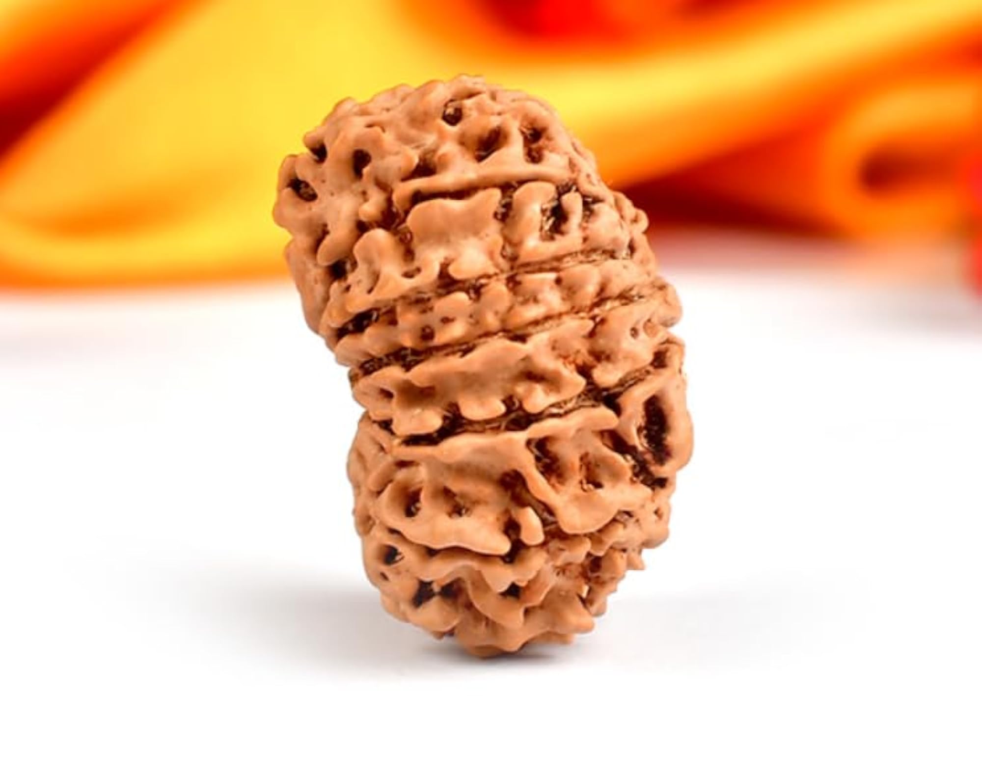 Genuine Nepal 15 Mukhi Rudraksha, Certified